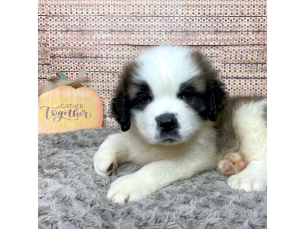 Saint Bernard DOG Male Brown / White 8572 Petland Athens, OH