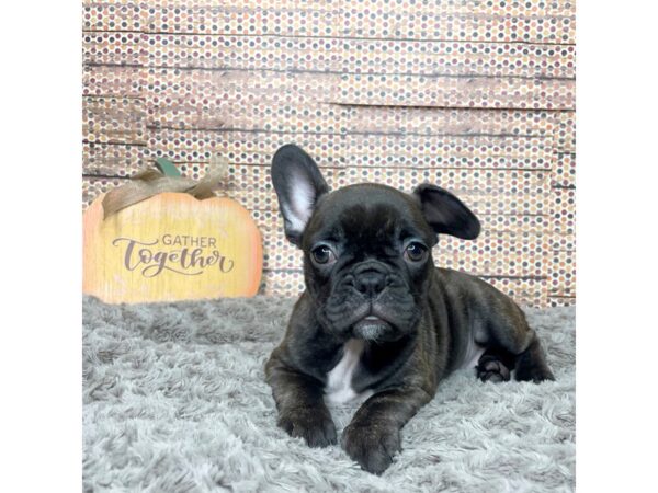 Frenchton DOG Female blk brindle 8571 Petland Athens, OH