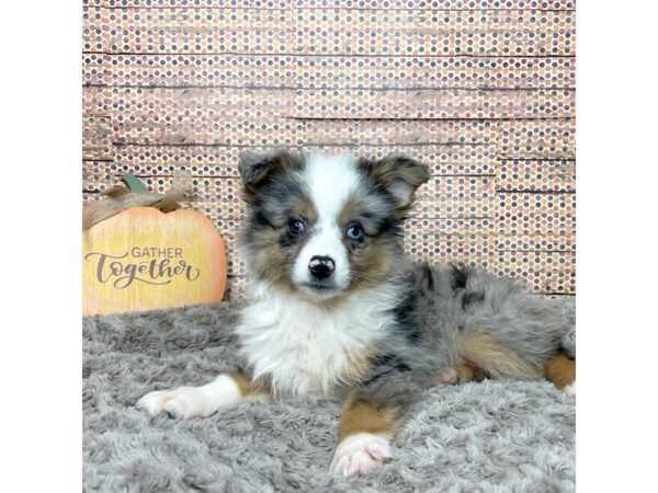 Australian Shepherd DOG Male Blue Merle 8570 Petland Athens, OH