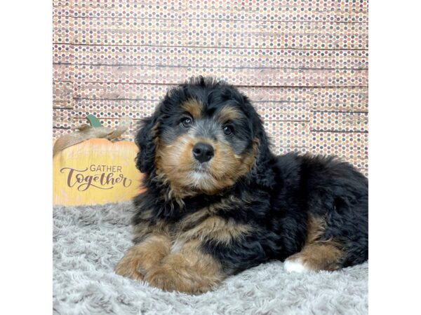 Bernedoodle Mini-DOG-Male-Black / Tan-8569-Petland Athens, OH