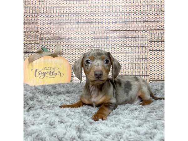 Dachshund DOG Male Chocolate / Tan 8563 Petland Athens, OH