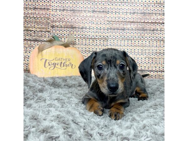 Dachshund DOG Male Black / Tan 8564 Petland Athens, OH