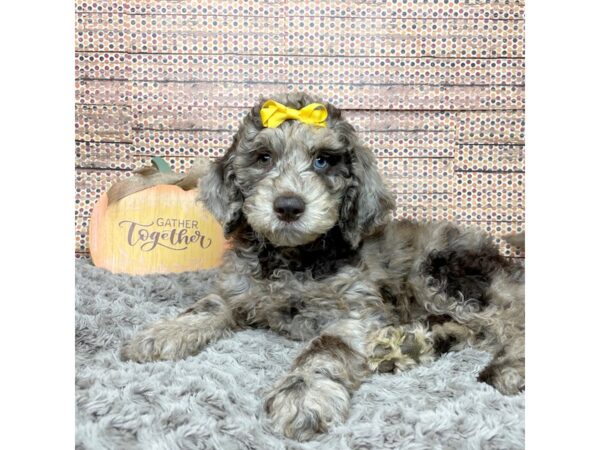 Labradoodle DOG Female Chocolate Merle 8568 Petland Athens, OH