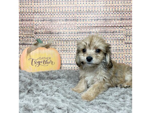 Chiweenie-DOG-Male-Sable-8567-Petland Athens, OH