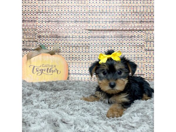 Yorkshire Terrier DOG Female Black / Tan 8566 Petland Athens, OH