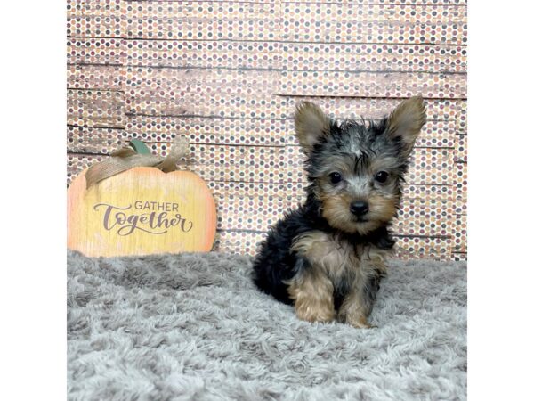 Silky Terrier DOG Male Black / Tan 8565 Petland Athens, OH