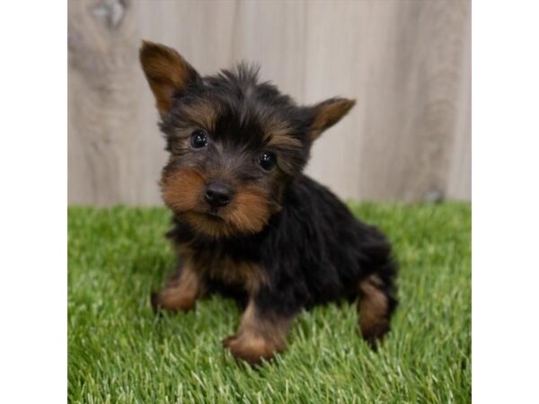 Silky Terrier DOG Female Black / Tan 8579 Petland Athens, OH