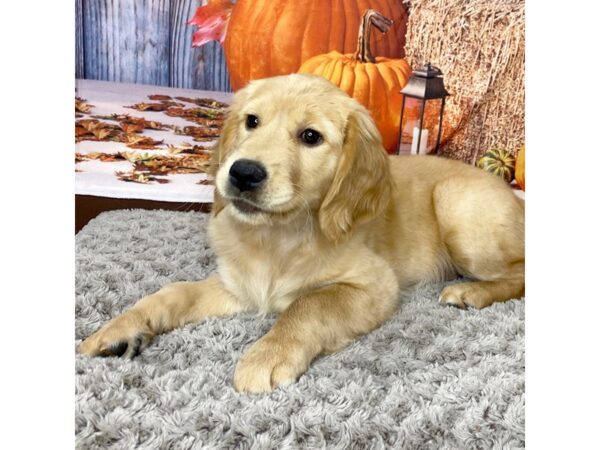 Golden Retriever DOG Female Golden 8577 Petland Athens, OH