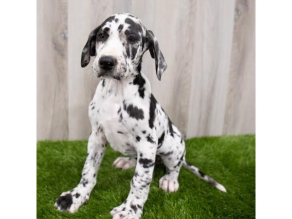 Great Dane DOG Female Merlequin 8594 Petland Athens, OH