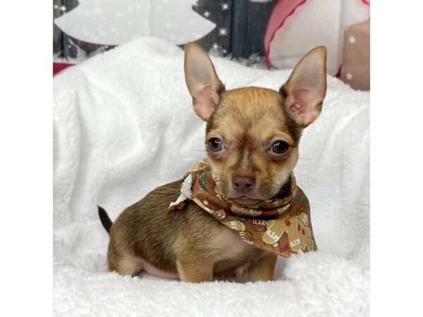 Chihuahua DOG Male Black Sabled Fawn 8592 Petland Athens, OH