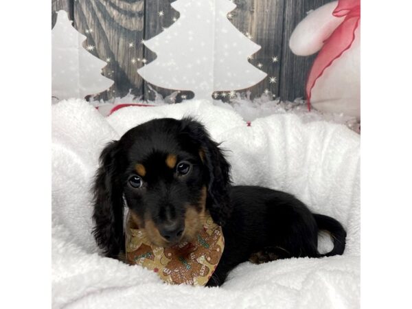 Dachshund DOG Male Chocolate / Tan 8593 Petland Athens, OH