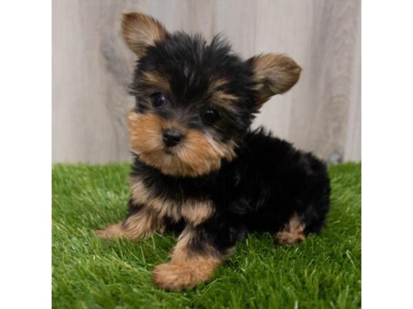 Yorkshire Terrier DOG Female Black / Tan 8599 Petland Athens, OH