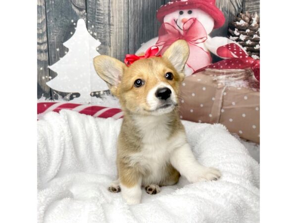 Pembroke Welsh Corgi DOG Female Red 8578 Petland Athens, OH