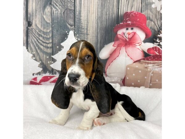 Basset Hound DOG Male Black White / Tan 8580 Petland Athens, OH