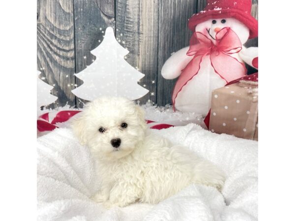 Bichon Frise DOG Male White 8581 Petland Athens, OH