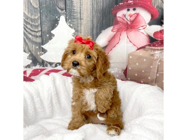 Cavapoo DOG Female Red 8582 Petland Athens, OH