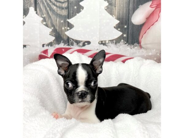 Boston Terrier DOG Male Black / White 8584 Petland Athens, OH