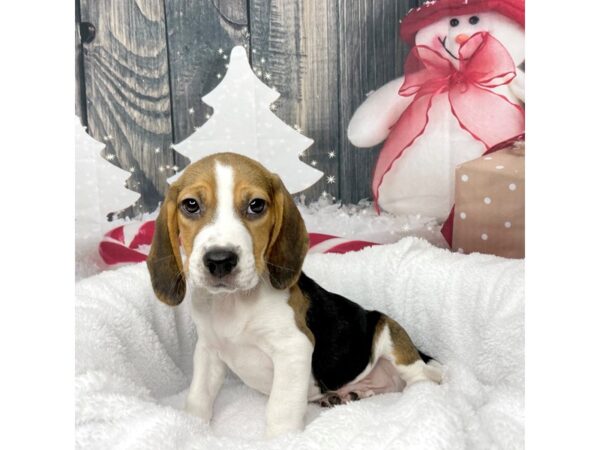 Beagle DOG Male Black White / Tan 8585 Petland Athens, OH