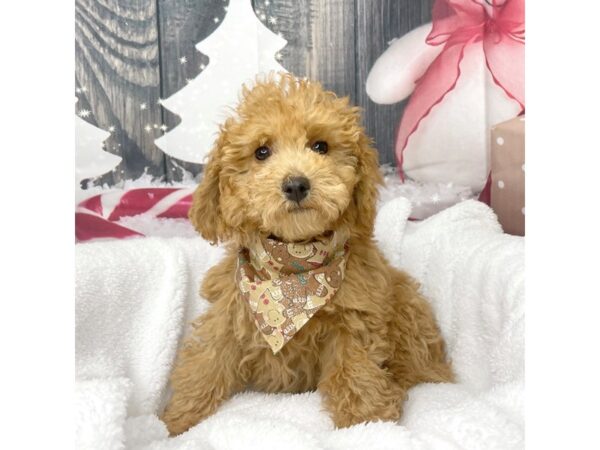 Poodle-DOG-Male-Red-8586-Petland Athens, OH