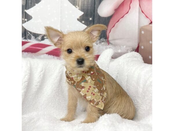 Chorkie DOG Male cream 8588 Petland Athens, OH