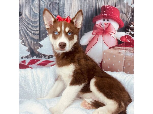 Siberian Husky DOG Female red & white 8589 Petland Athens, OH