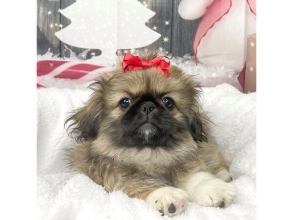 Pekingese DOG Female Sable 8590 Petland Athens, OH