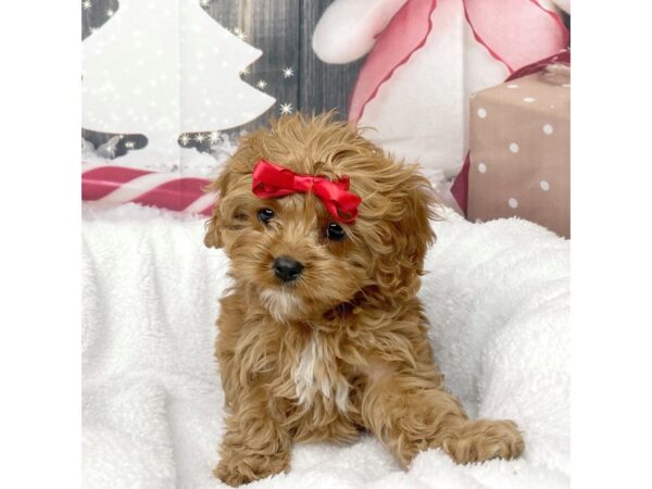 Cavapoo DOG Female Red 8591 Petland Athens, OH