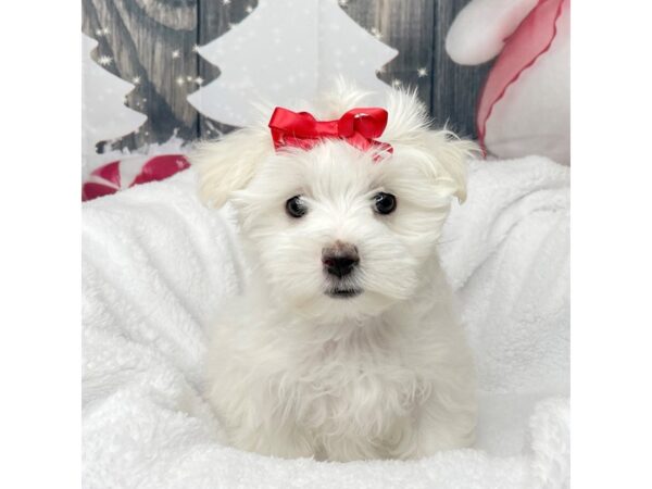 Maltese DOG Female White 8595 Petland Athens, OH