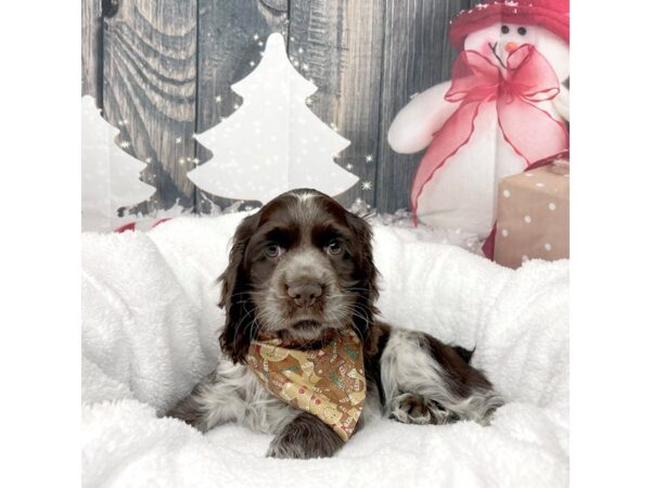 Cocker Spaniel DOG Male Brown 8596 Petland Athens, OH