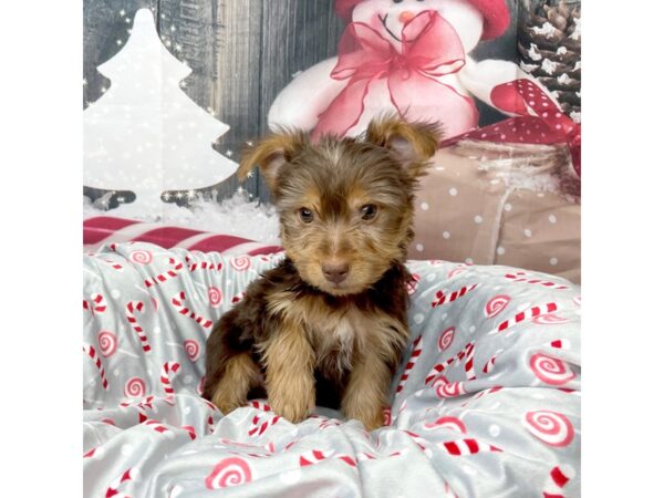 Yorkshire Terrier DOG Male Chocolate and tan 8614 Petland Athens, OH