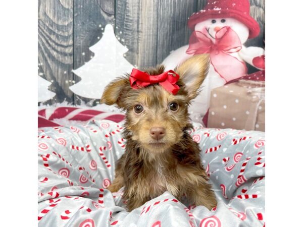 Yorkshire Terrier DOG Female Chocolate and tan 8613 Petland Athens, OH