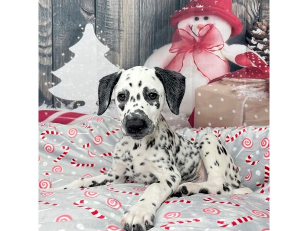 Dalmatian-DOG-Female-Black / White-8604-Petland Athens, OH