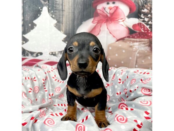 Dachshund DOG Female Black / Tan 8603 Petland Athens, OH