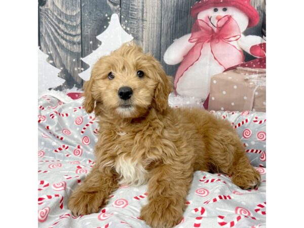 Goldendoodle Mini-DOG-Male-Apricot-8602-Petland Athens, OH