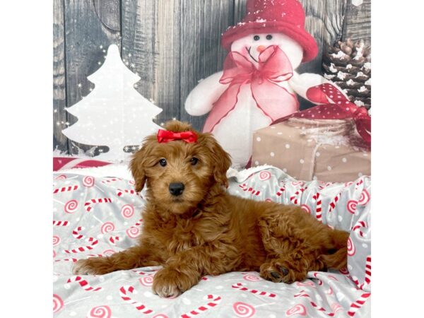 Goldendoodle Mini-DOG-Female-Apricot-8601-Petland Athens, OH