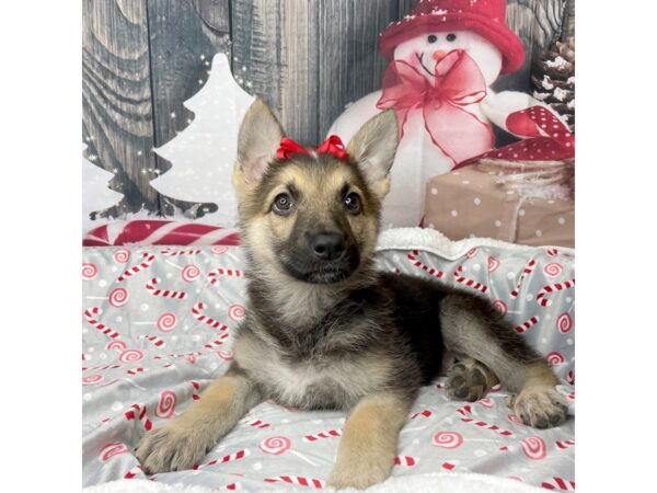 German Shepherd DOG Female Black / Tan 8600 Petland Athens, OH