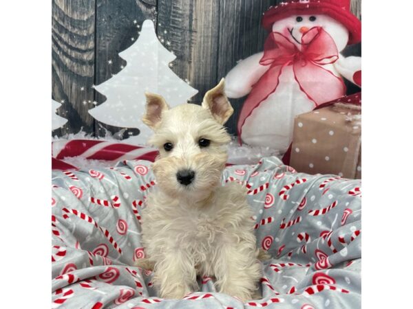 Miniature Schnauzer DOG Male Cream 8598 Petland Athens, OH