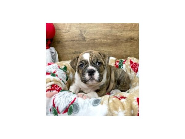 Olde Bulldog DOG Male brindle/white 8627 Petland Athens, OH