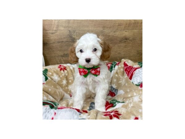 Cavapoo DOG Male red and white 8626 Petland Athens, OH