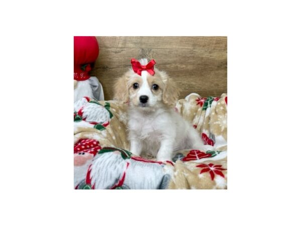 Cavachon-DOG-Female-blenheim and white-8625-Petland Athens, OH