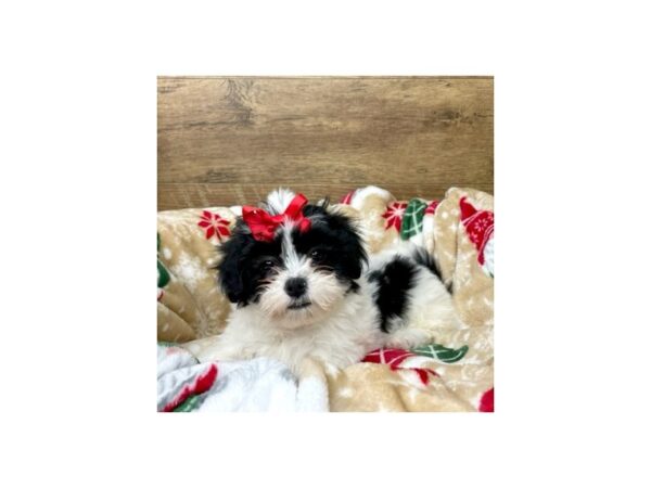 Teddy Bear DOG Female Black / White 8624 Petland Athens, OH