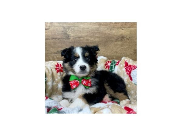 Australian Shepherd DOG Male Black White / Tan 8623 Petland Athens, OH