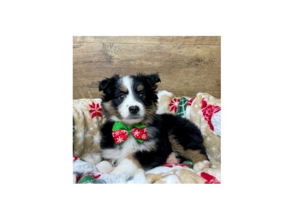 Miniature Australian Shepherd-DOG-Male-Black White / Tan-8623-Petland Athens, OH