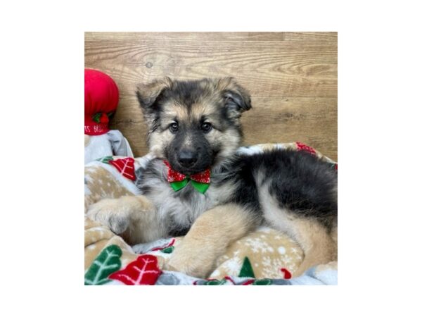 German Shepherd DOG Male Black / Tan 8621 Petland Athens, OH