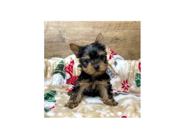 Yorkshire Terrier DOG Male Black / Tan 8620 Petland Athens, OH