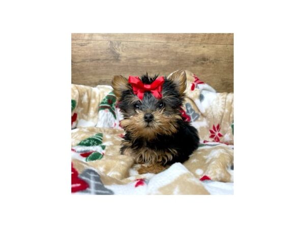 Yorkshire Terrier DOG Female Black / Tan 8619 Petland Athens, OH