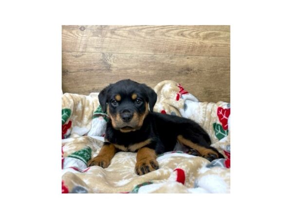 Rottweiler DOG Female Black / Rust 8618 Petland Athens, OH