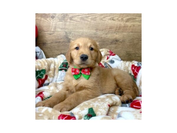 Golden Retriever DOG Male Golden 8617 Petland Athens, OH