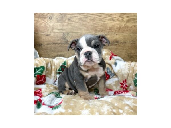 Bulldog DOG Female Blue White / Tan 8616 Petland Athens, OH