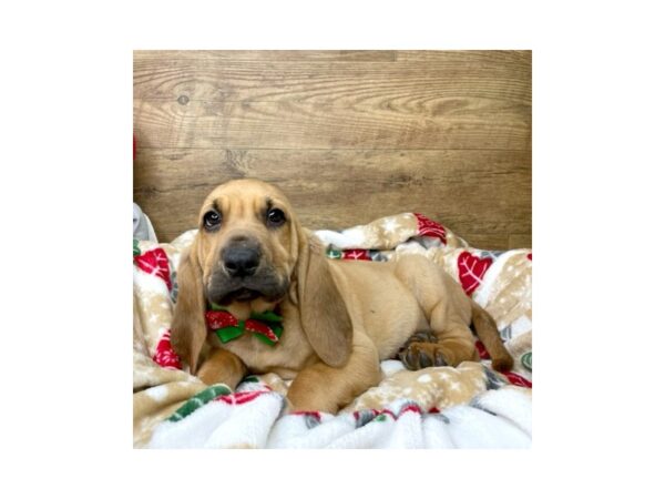 Bloodhound DOG Male Red 8615 Petland Athens, OH